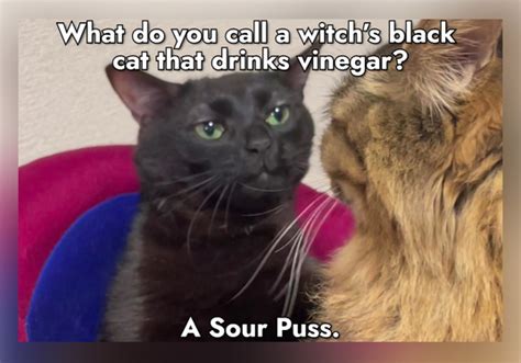 30 Black Cat Jokes To Break The Bad Luck Curse Jokes