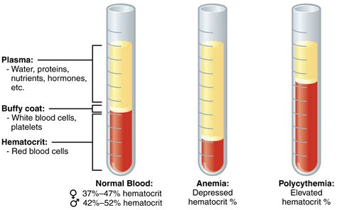 An Overview Of Blood · Anatomy And Physiology
