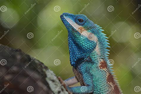 Blue Crested Lizard Or Indo Chinese Forest Lizard Stock Photo Image