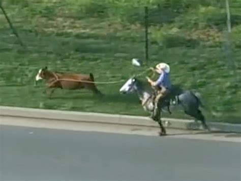 Viral Video Cowboys Lasso Loose Cow On Oklahoma City Highway