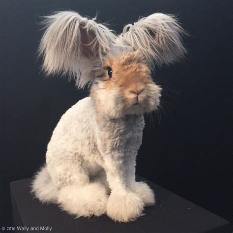 This Rabbit Is A Contender For Instagramer Of The Year Something Cool