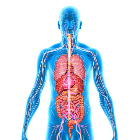 Royalty Free Human Internal Organ Pictures Images And Stock Photos