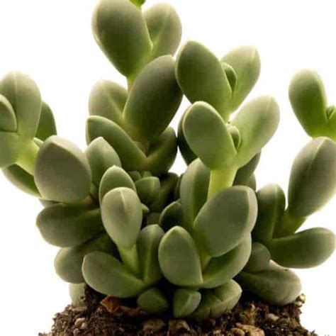 Corpuscularia Lehmannii Ice Plant Succulent Plant Wild Roots