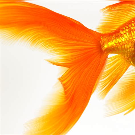 High Quality Stock Photos Of Goldfish