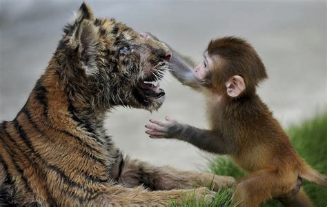 45 Adorable Animal Odd Couples Unlikely Animal Friends Animals
