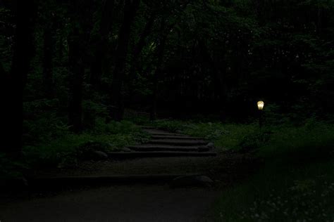 Night Path Through Lush Forest Flickr Photo Sharing
