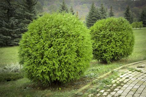 Here Are The Best Evergreens For Adding Year Round Beauty To Your Backyard Evergreen Shrubs