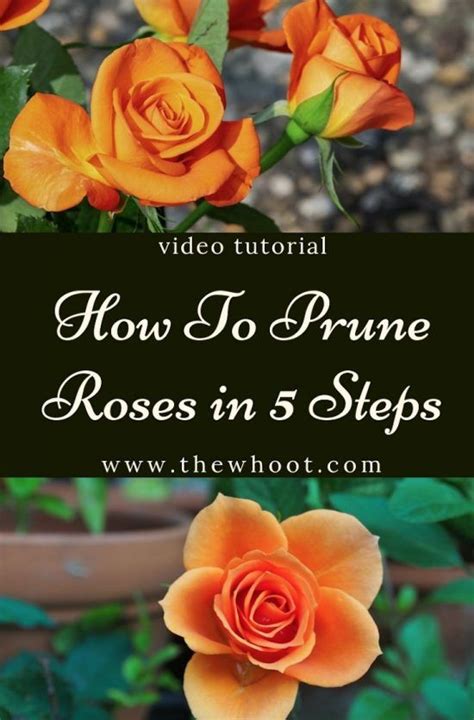 How To Prune Roses Properly Video The Whoot When To Plant Roses