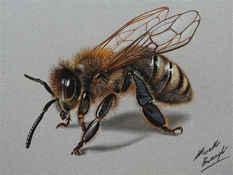 Realistic Sketch Honey Bee Drawing Sweet Honey