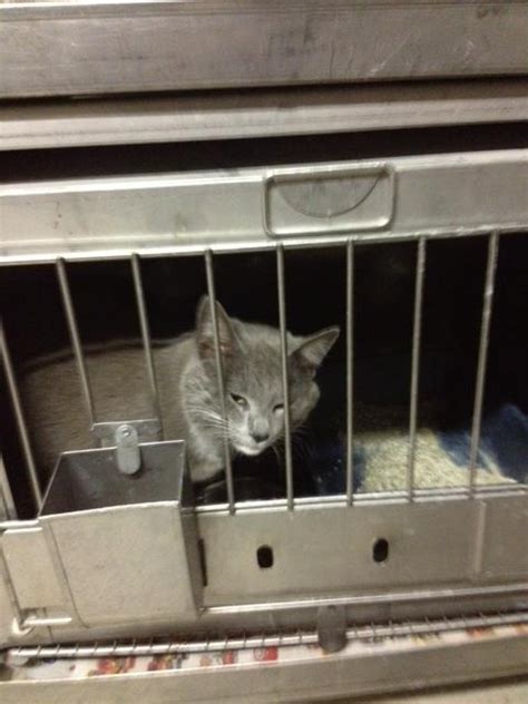 Available 22813 Union County Sc Animal Shelter This Cat And Many