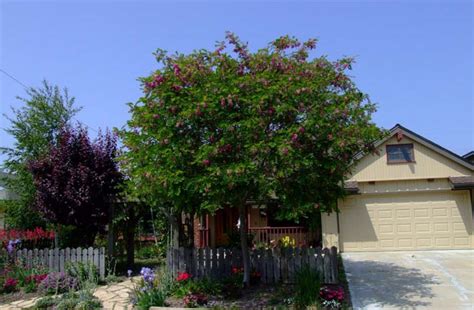 Purple robe locust tree | robinia purple robe. Robinia X ambigua 'Purple Robe'