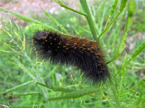 What Are Black Fuzzy Caterpillars Celebrity Wiki Informations And Facts