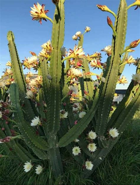 Cereus Repandus Peruvian Apple Cactus Edible Fruit 1 Plant Etsy