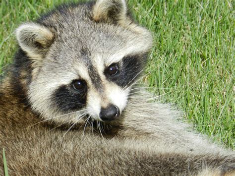 Raccoon 1 Free Stock Photo Public Domain Pictures