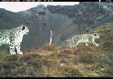 Bhutan Reports Increase In Vulnerable Snow Leopard Population