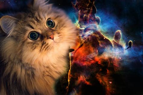 Space Cat Wallpaper Backgrounds Photos Images