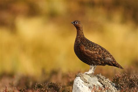 Red Grouse Spotlight Images