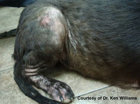 Sarcoptic Mange In Dogs A Complete Breakdown Of The Symptoms And