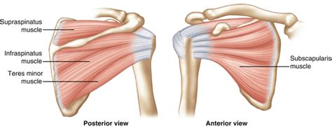 Rotator Cuff Dysfunction Modern Physiotherapy Training Kitchener