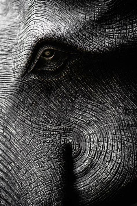 26238 Elephant Head Stock Photos Free And Royalty Free Stock Photos