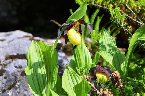 Wann liegt in der praxis eine kindeswohlgefährdung vor? Handel mit gefährdeten Pflanzen und Tieren - Was hat das ...