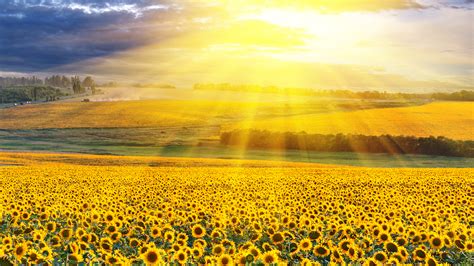 Yellow Sunflowers Field With Background Of Yellow Sunbeam