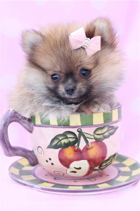 All our teacup puppies for sale are paper trained prior to leaving!!! Pomeranian Puppies For Sale in Florida | Pomeranian puppy ...