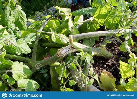 Broken Tomato Plant How To Create Near Infinite Clones Of Your