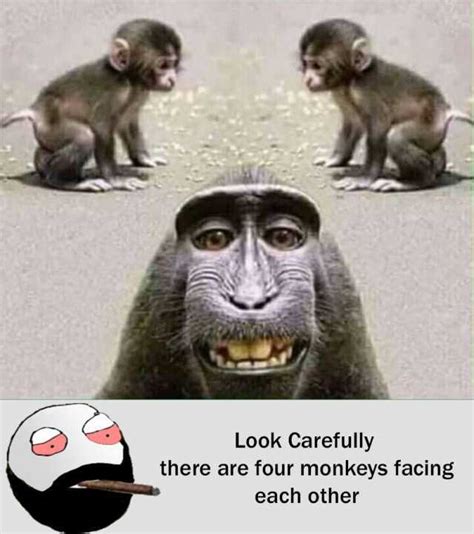 Memes Look Carefully There Are Four Monkeys Facing Each