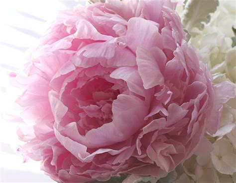 Check spelling or type a new query. One of My Favorite Flowers... - Makeup and Beauty Blog