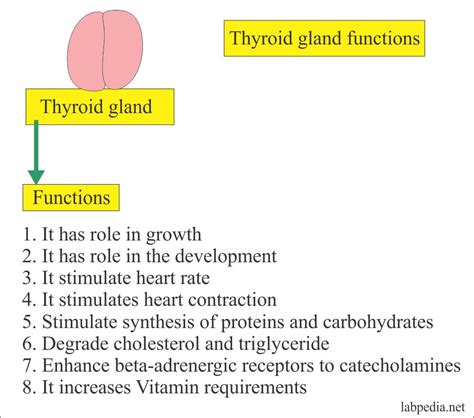 Thyroid Part 2 Thyroid Stimulating Hormone Tsh Thyrotropin