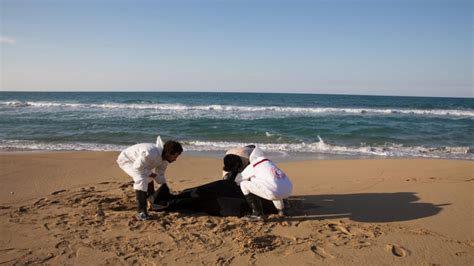 Libya 87 Refugee Bodies Wash Up On Beach Refugees News Al Jazeera
