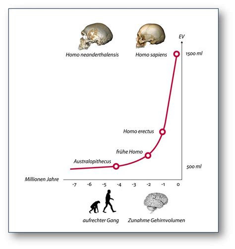 Die Evolution Des Menschlichen Gehirns Scienceblog