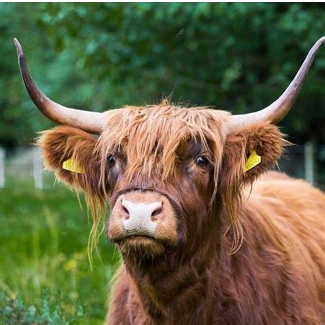 Highland Cows On Instagram “open Your Eyes Look Up To The Skies And See 🌌 Did You Know That