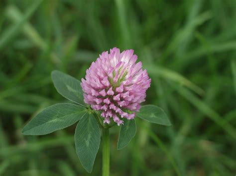 Clover Flower Free Stock Photo Public Domain Pictures