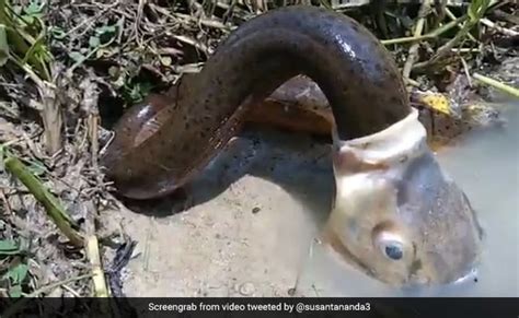 Fish Swallows Eel In Bizarre Video But There S More To It Than Meets