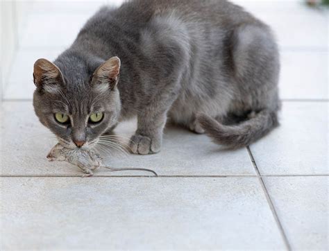 my cat ate a poisoned mouse what should i do vet approved advice hepper