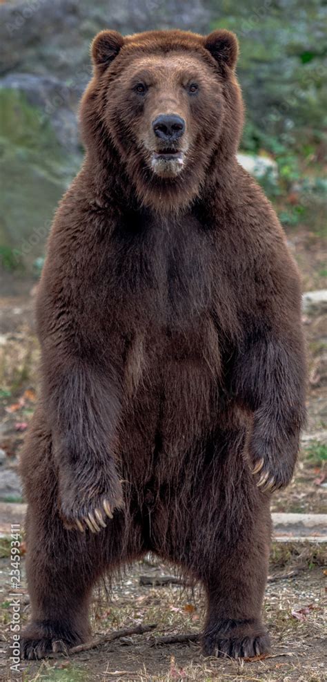 Brown Fur On A Grizzly Bear Standing Up On Two Legs Foto De Stock