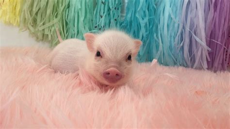 Rainbow Piggy Baby Pig Swims In A Sea Of Pink Fur