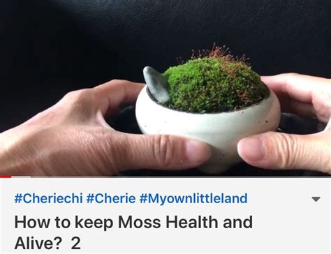 How To Keep Moss Health And Alive 2 Moss Garden Moss Amazing Gardens