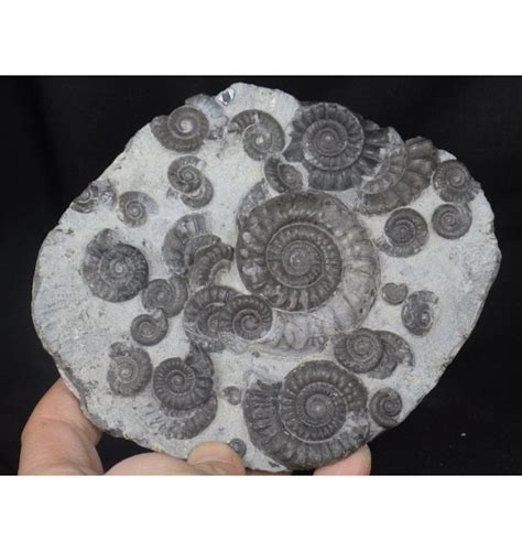 Fossils For Sale Fossils Jurassic Ammonite Cluster From