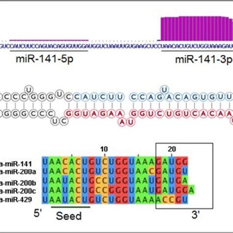 A The Sequence Of Precursor Mir 141 Accession Number Mi0000457