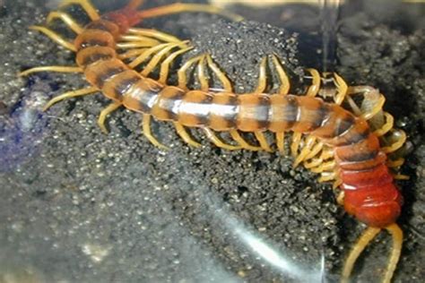 Peruvian Giant Centipede Scolopendra Gigantea Robusta