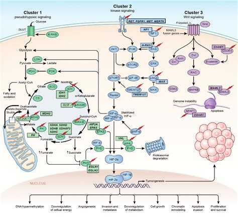 Figure 1 From New Insights On The Genetics Of Pheochromocytoma And