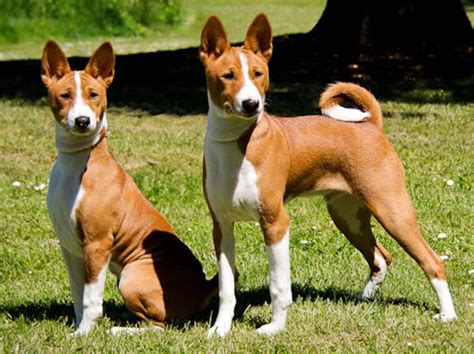 Basenji Barkless Dog Dog Breed Information Images Videos Faqs