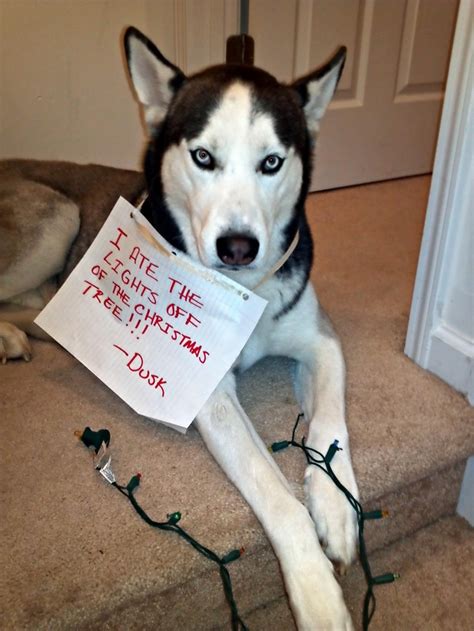 20 Hilarious Photos Of Dog Shaming Thethings