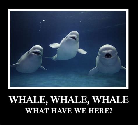 19 Best Images About Beluga Whales On Pinterest Swim The White And