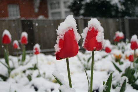 Snow Capped Tulips Free Photo Download Freeimages