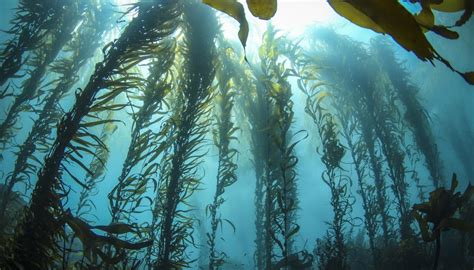 Adaptations Of Ocean Plants Sciencing