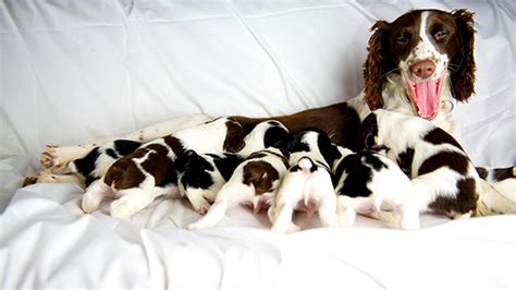 15 Awesome Pics Of Proud Dog Mommies With Their Cute Babies Reckon Talk